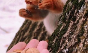 Hand Feeding Friendly Squirrels