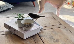 Wild Robin Befriends Family