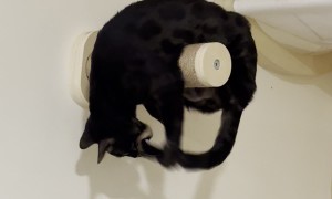 Black Cat Precariously Chases Tail Around Post