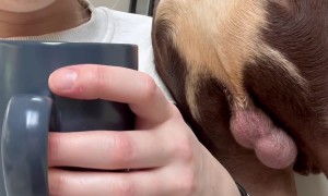 English Bulldog Puts Backside In Owner's Face