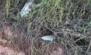 Sloth Blinks Thank You At Road Rescuers