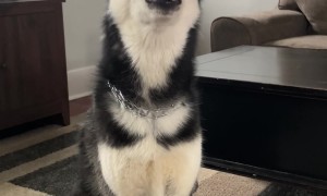 Husky Howls At Petting Request