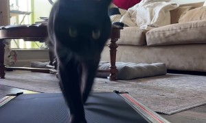 Black Cat Struts On Treadmill