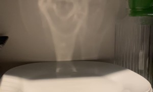 Reflection Looks Like Animated Movie Character