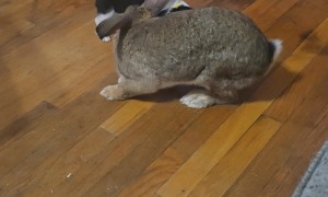 Hyper Puppy Wants to Play With Giant Bunny Real Bad