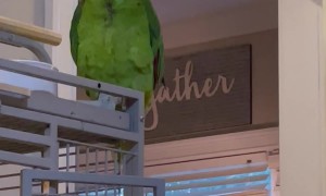 Parrot Curses At Guest