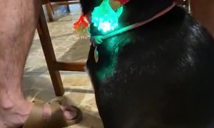 How to Keep Track of Your Dog in the Dark