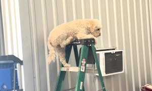 Dog Climbs Ladder At Cabinetry Shop