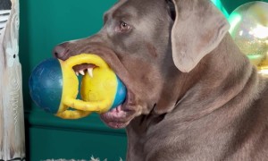 Dopey Doberman Squeaks Toy