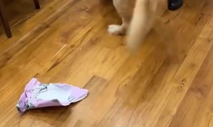 Golden Retriever Opens Present