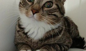 Vacuum Suctions Out All the Cat's Thoughts