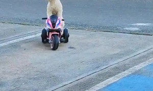 Puppy Rides on Three Wheeler