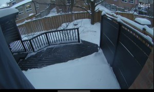 Hawk Atempts to Grab Dog From Backyard