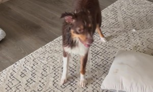 Puppy Tracks Mud Over White Furniture