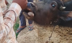 Cattle Uses Tongue To Help Count Money