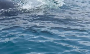 Kayaker Encounter With Pod Of Humpback Whales