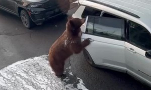 Bear Gets Into Greg's Car