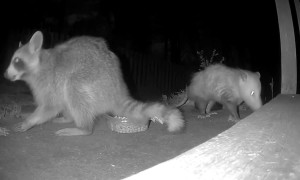 Raccoon and Opossum Share Midnight Snacks