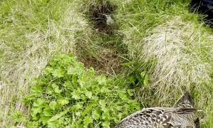 Icelanders Gather Eiderdown From Nest