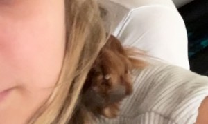 Irish Setter Spoons With Owners