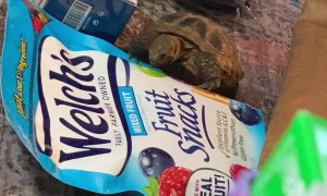 Tortoise Tries To Eat Fruit Pictured On Packaging