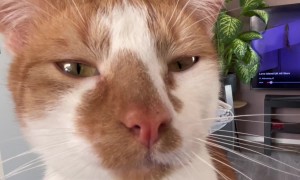 Cat Drinks Water Dripped From Straw