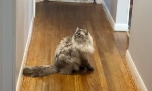 Ragdoll Cat Literally Bounces Off The Wall