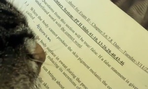Scholarly Cat Studies For Exam