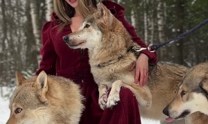 Wolf Gets Licky At Riding Hood Photoshoot