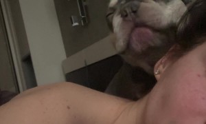 Dog Licks His Chops At Start Of Day