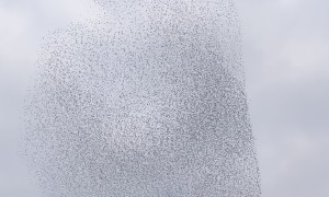 Late Winter Starlings Flock In Murmuration Spectacle
