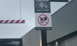 Crow Drinks Out Of Drive-Thru Cup