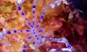 Spider-like Sea Creature In Raja Ampat Regency