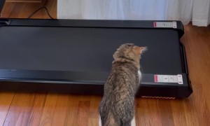 Cat Discovers Treadmill