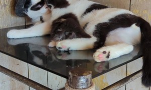 Sleeping Bandit Cat Kicks Snuggly Kitten