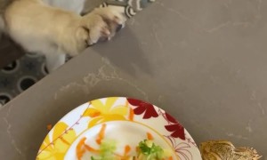 Malamute And Bearded Dragon Share Dinner