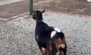 Finnegan The Goat Empties The Bag