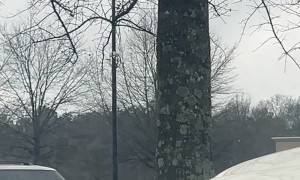 Realistic Eye In Tree Stops Family