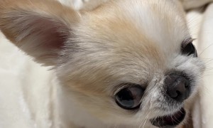 Puppy Squeaks While Protecting Orange