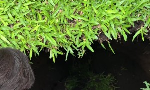 Deep Hole Appears In The Middle Of Family Lunch