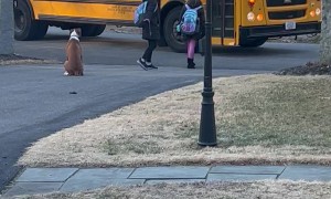 Boxer Accompanies Kids To School Bus