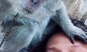 Crab-eating Macaque Mimics Owner's Kisses