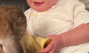 Boy Shares Banana With Bunny