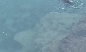 Otter Pops Through Thin Ice