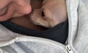 Chihuahua Wants To Sleep In Shirt
