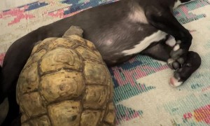 Tortoise Attempts Climb Over Dog Brother