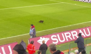 Cat Runs Across Football Pitch