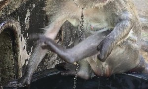 Monkey Bathes In Bucket Of Water