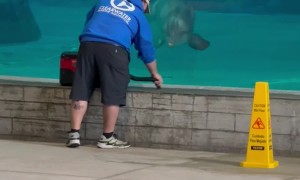 Dolphin Fascinated By Vacuum