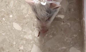 Pig Doesn't Like Blue Pants